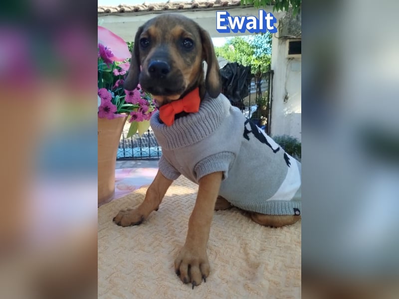 Ewalt, 03/26 - sanftes Seelchen sucht seine Menschen