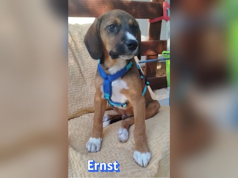 Ernst, 03/26 - drolliges Kerlchen sucht Familie
