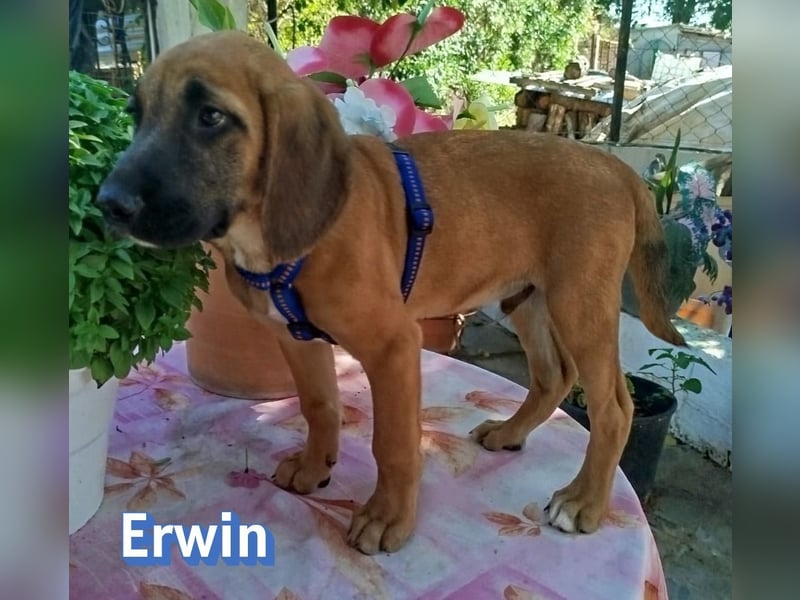 Erwin, 03/26 - süßer Bub sucht Familie