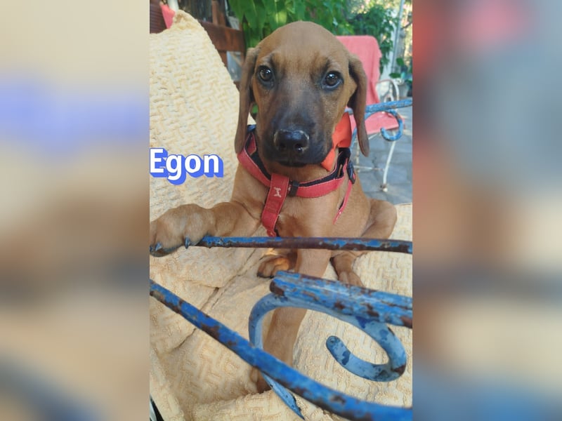 Egon, 03/26 - kleines Schlappohr sucht Familie