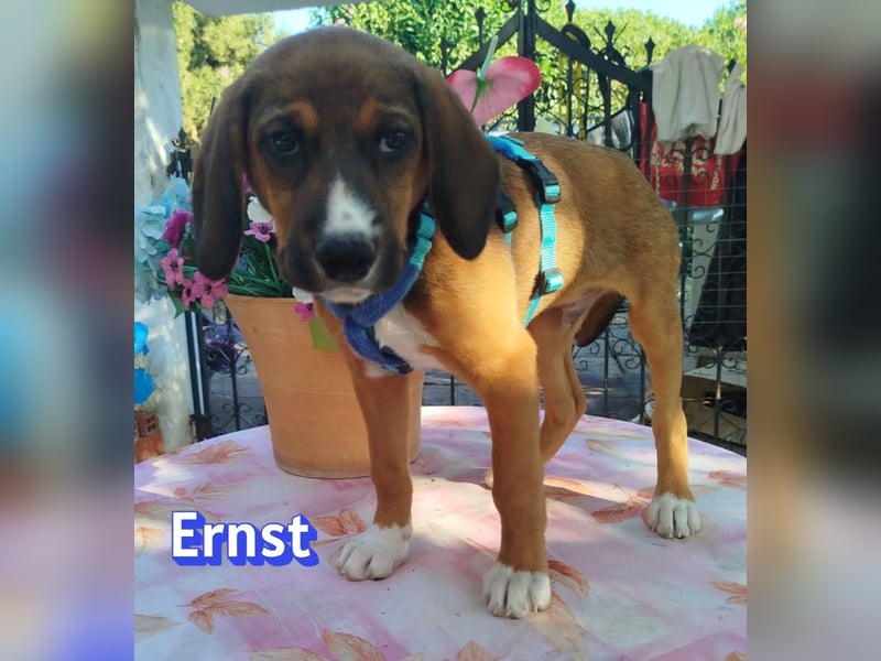 Ernst, 03/26 - drolliges Kerlchen sucht Familie