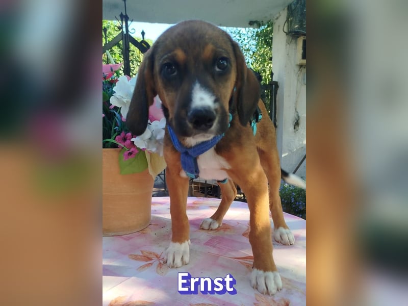 Ernst, 03/26 - drolliges Kerlchen sucht Familie