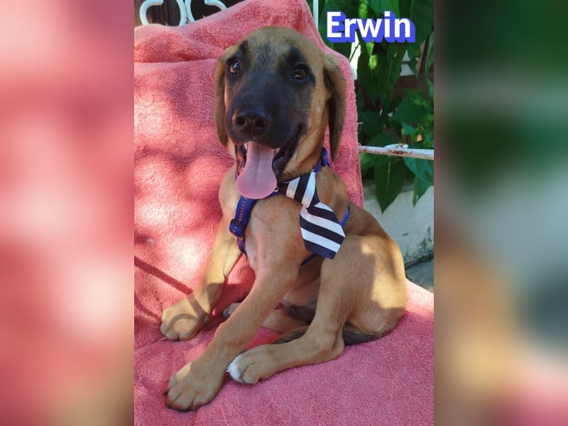 Erwin, 03/26 - süßer Bub sucht Familie