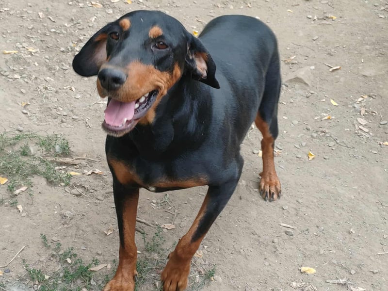 Tara - super freundliches Bracken Mix Mädchen