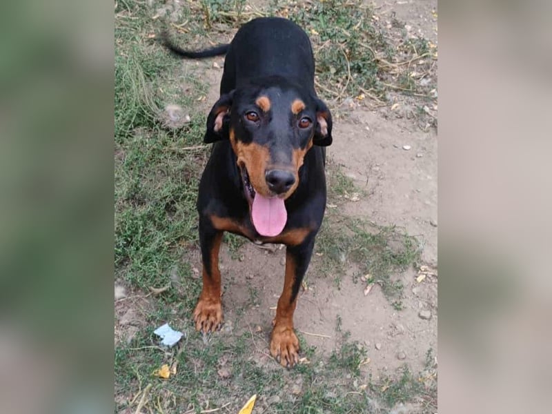 Tara - super freundliches Bracken Mix Mädchen