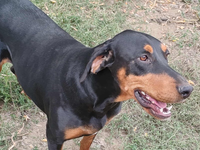 Tara - super freundliches Bracken Mix Mädchen