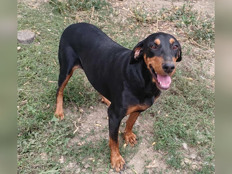 Tara - super freundliches Bracken Mix Mädchen