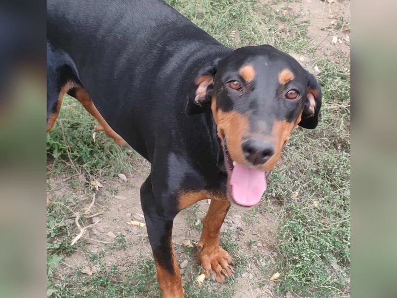 Tara - super freundliches Bracken Mix Mädchen