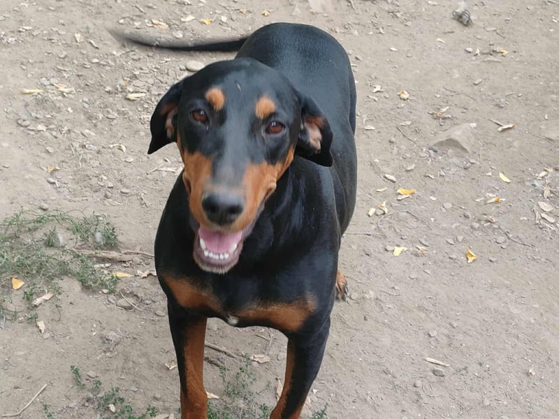 Tara - super freundliches Bracken Mix Mädchen