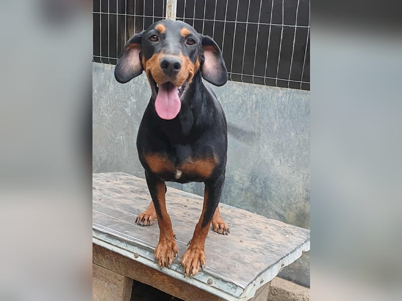 Tara - super freundliches Bracken Mix Mädchen