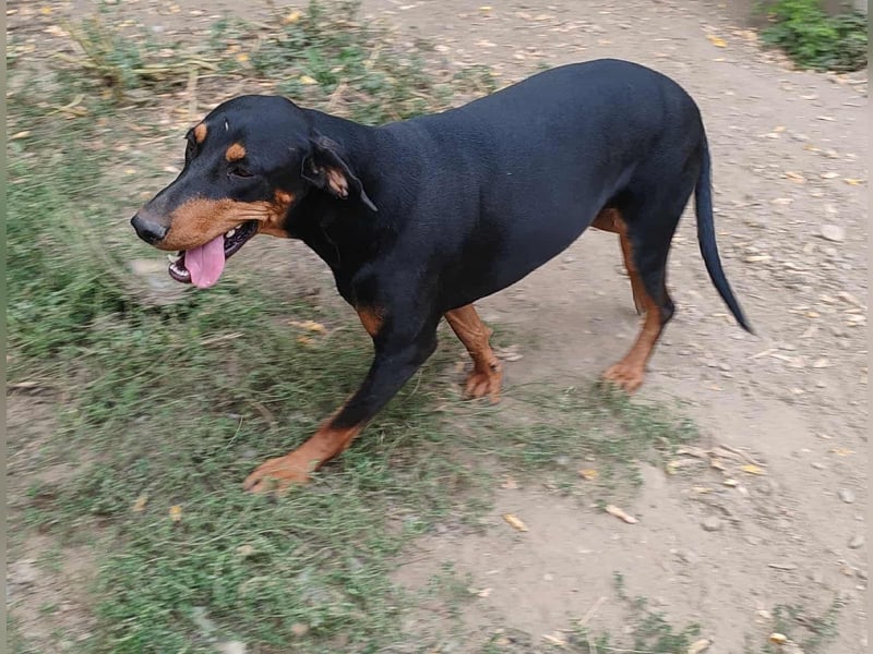 Tara - super freundliches Bracken Mix Mädchen