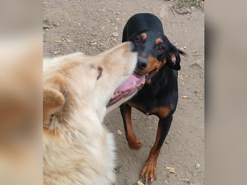 Tara - super freundliches Bracken Mix Mädchen