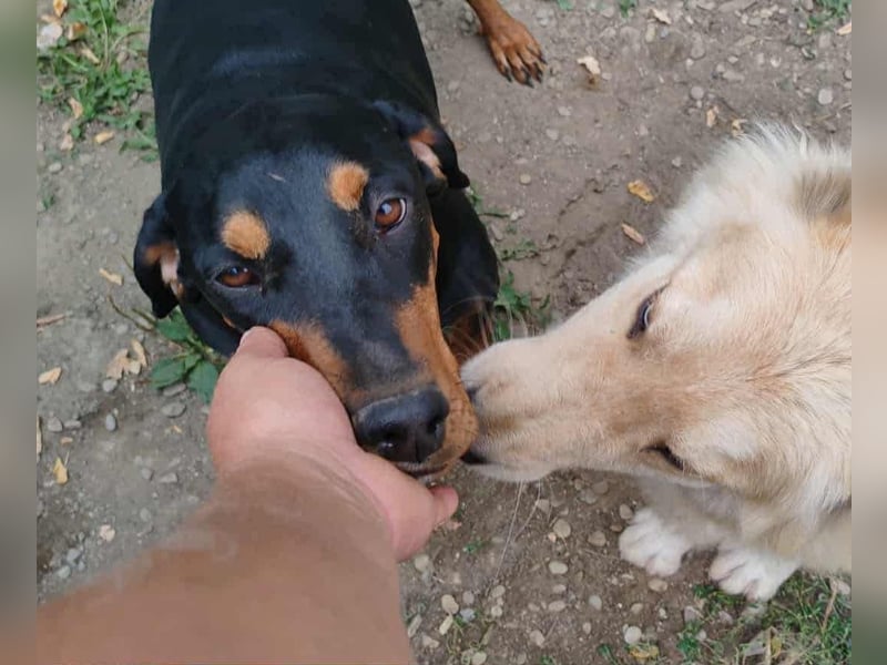 Tara - super freundliches Bracken Mix Mädchen