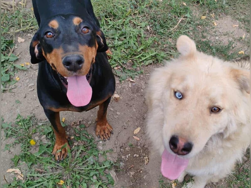 Tara - super freundliches Bracken Mix Mädchen