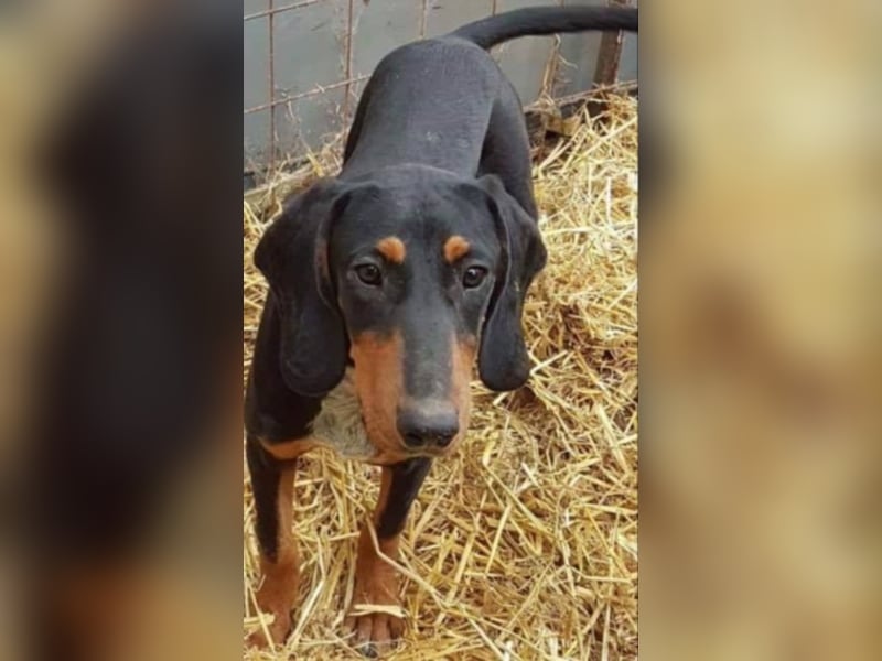 Bine, wer hat mich lieb ?