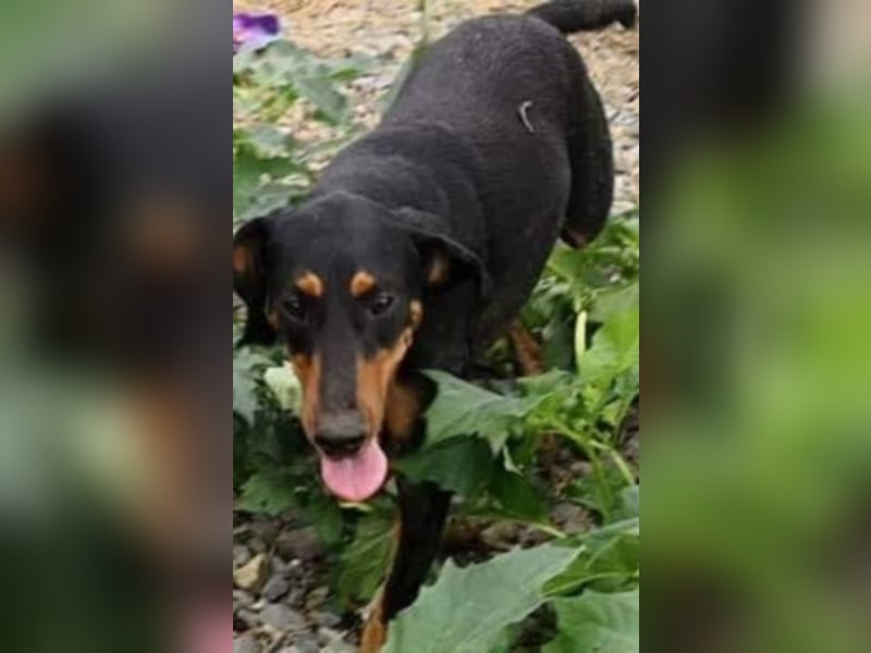 Bine, wer hat mich lieb ?