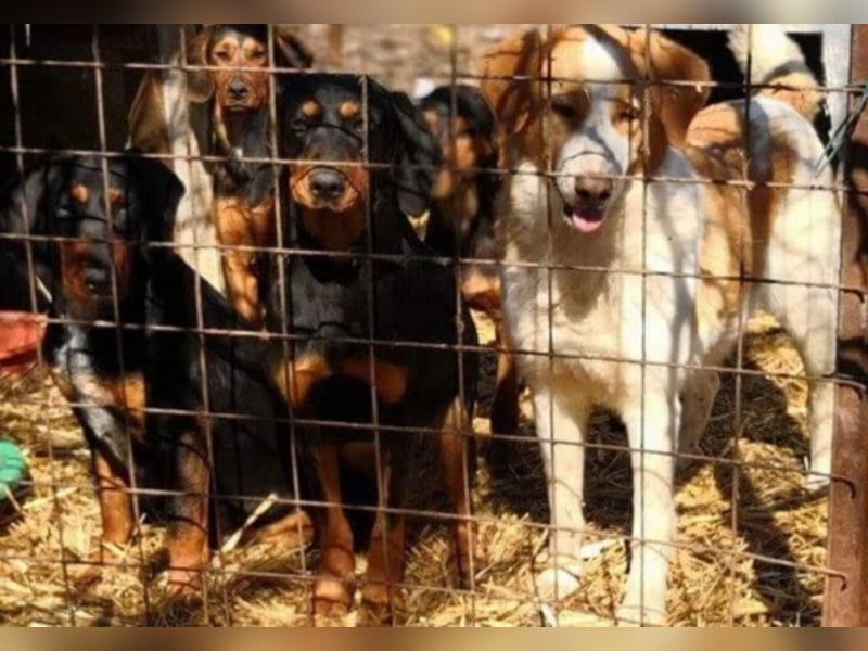 Bine, wer hat mich lieb ?