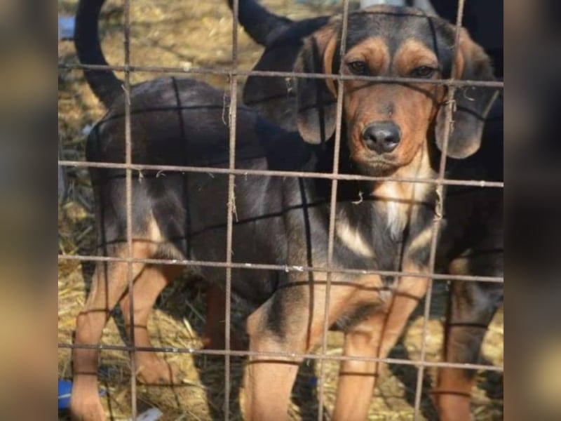 Hermine, wünscht sich eine liebe Familie