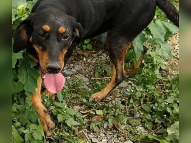 Bine, wer hat mich lieb ?