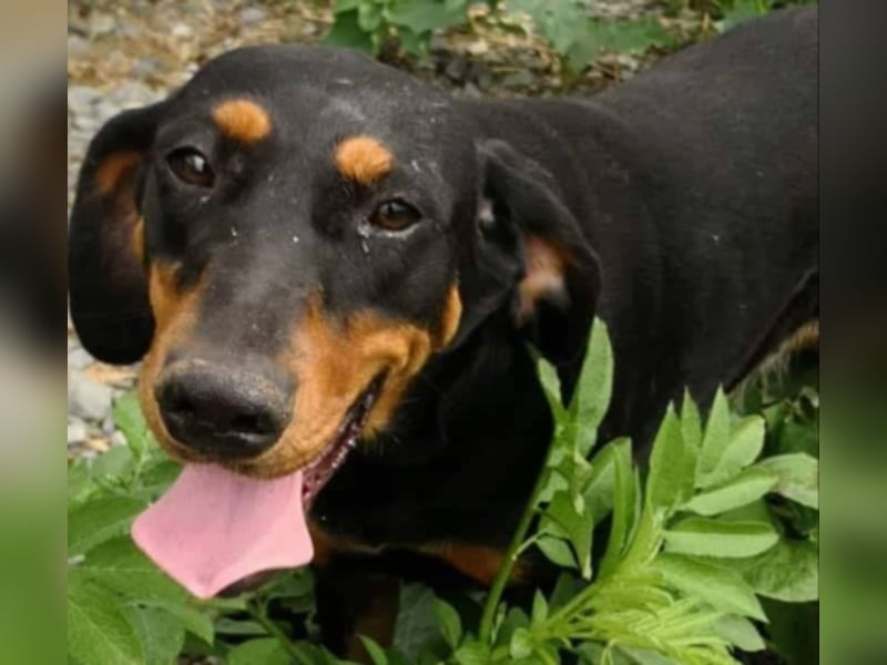 Bine, wer hat mich lieb ?