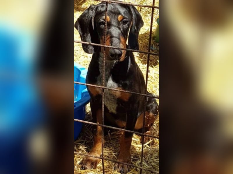 Bine, wer hat mich lieb ?