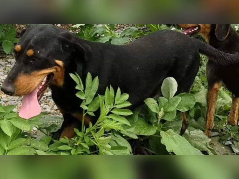 Bine, wer hat mich lieb ?