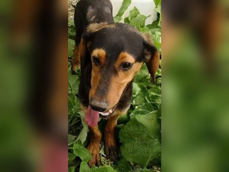 Hermine, wünscht sich eine liebe Familie