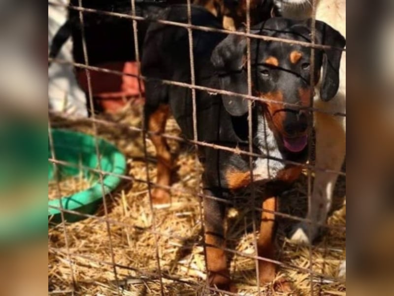 Bine, wer hat mich lieb ?