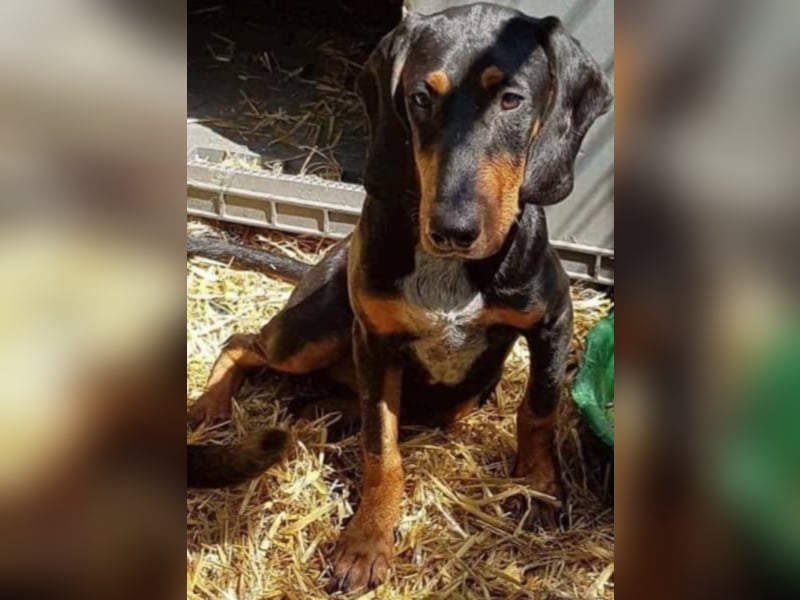 Bine, wer hat mich lieb ?