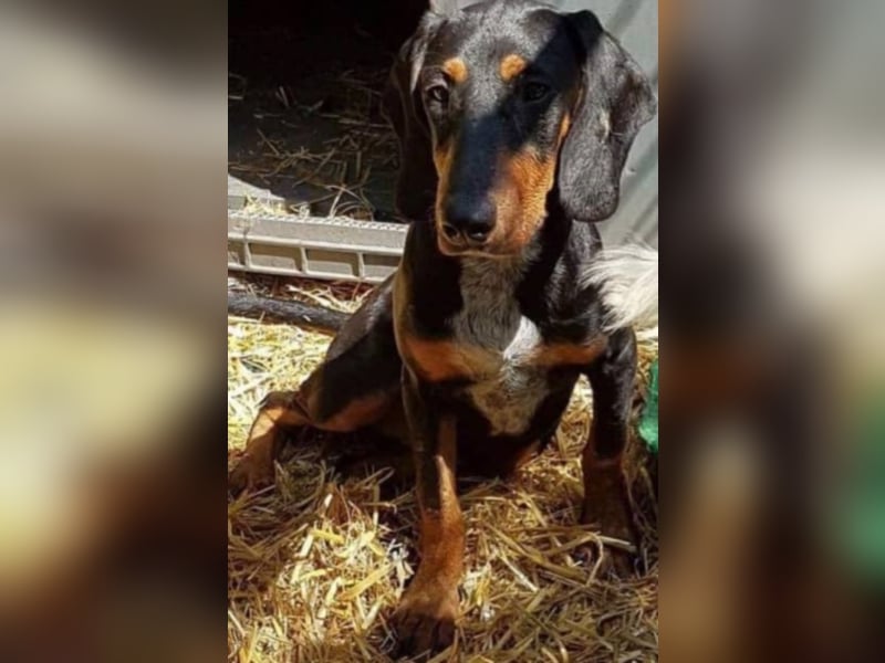 Bine, wer hat mich lieb ?