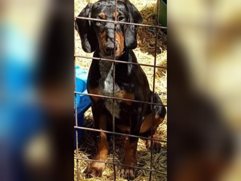 Bine, wer hat mich lieb ?