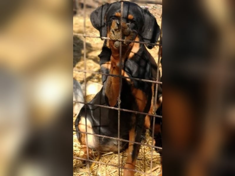 Bine, wer hat mich lieb ?