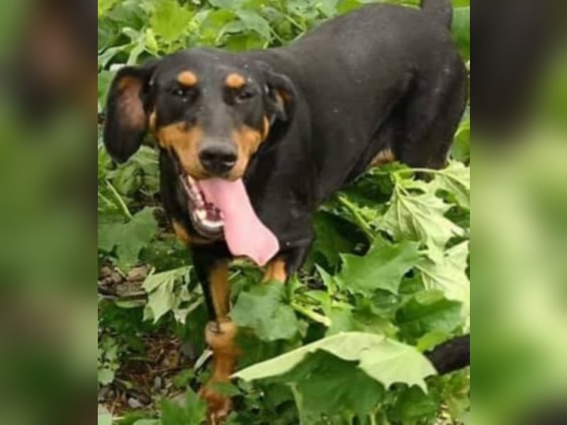 Bine, wer hat mich lieb ?