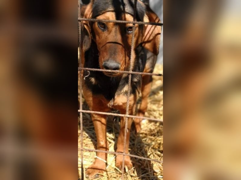 Hermine, wünscht sich eine liebe Familie