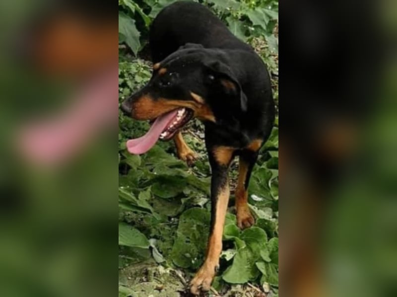 Bine, wer hat mich lieb ?