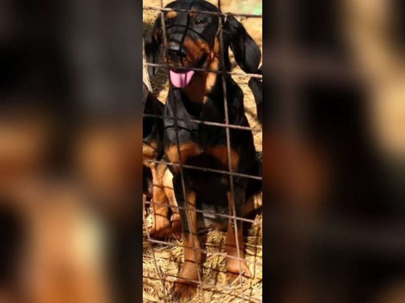 Bine, wer hat mich lieb ?