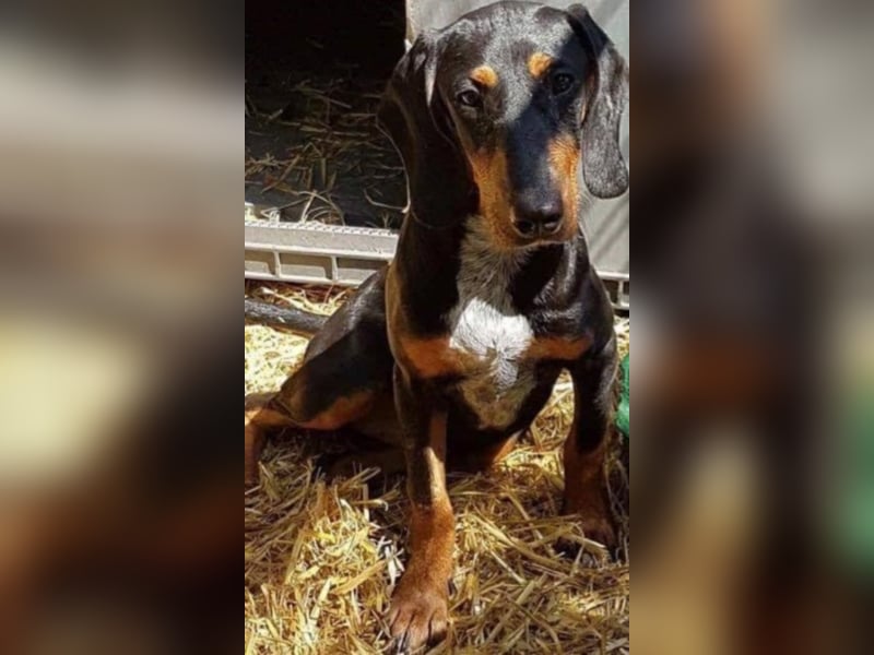 Bine, wer hat mich lieb ?