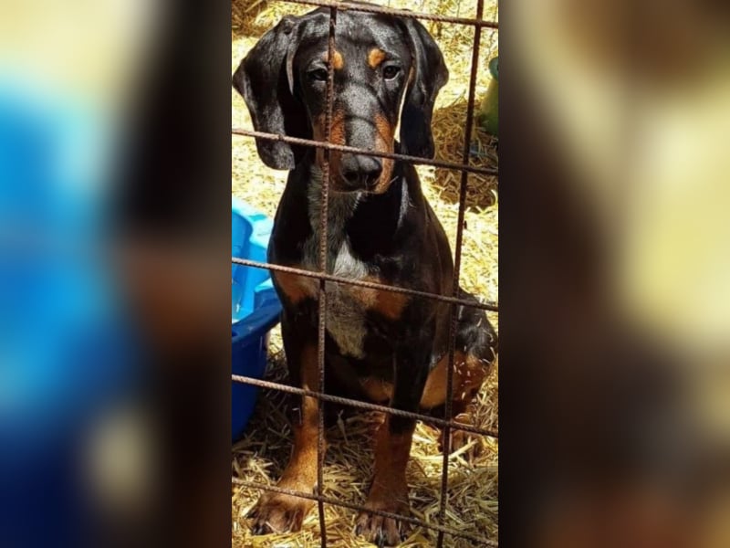 Bine, wer hat mich lieb ?