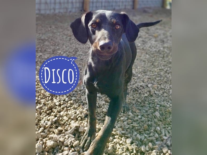 Disco ein sportlicher Kerl