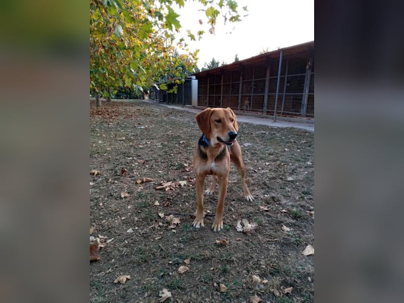 Eddie, 05/23 - Schlappöhrchen auf der Suche nach Abenteuer