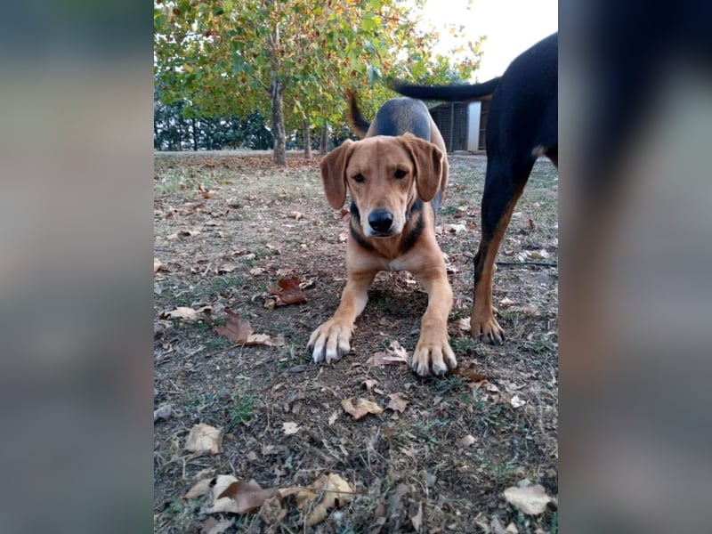 Eddie, 05/23 - Schlappöhrchen auf der Suche nach Abenteuer