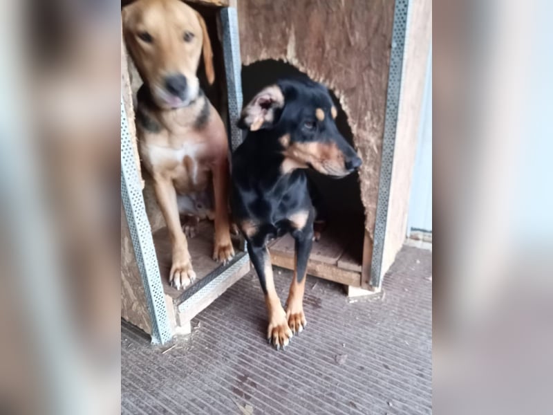 Eddie, 05/23 - Schlappöhrchen auf der Suche nach Abenteuer