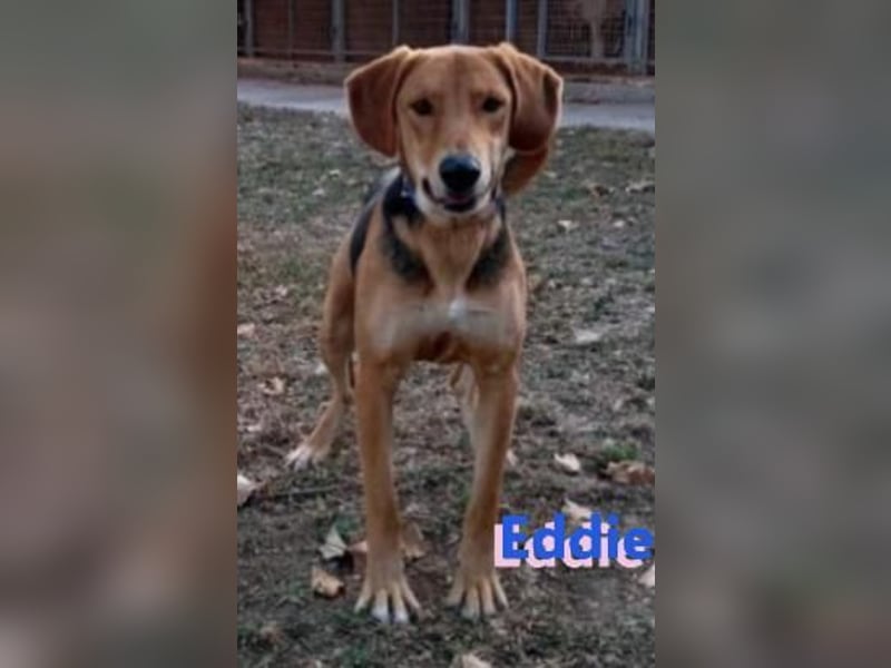 Eddie, 05/23 - Schlappöhrchen auf der Suche nach Abenteuer