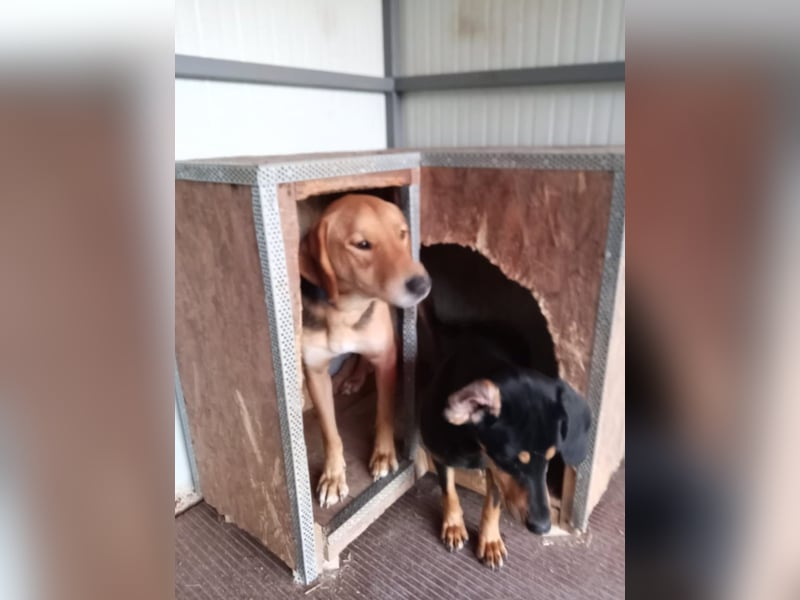 Eddie, 05/23 - Schlappöhrchen auf der Suche nach Abenteuer