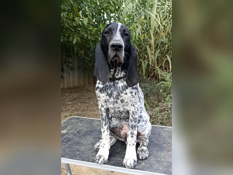 Braque d'Auvergne Rüden, Quintus