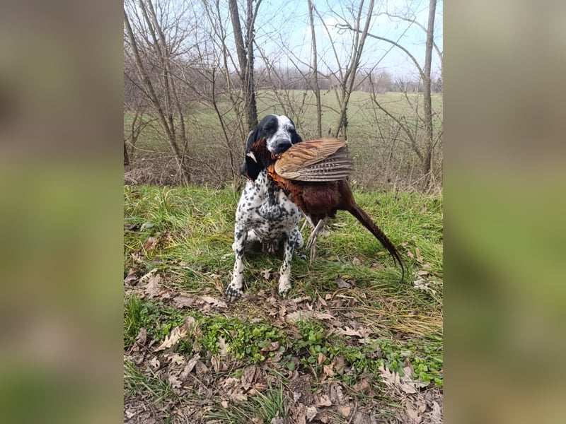 Braque d'Auvergne Rüden, Quintus
