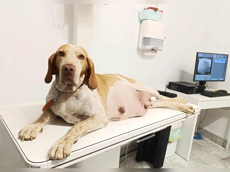 Braque d'Auvergne (Auvergne Vorstehhund) Welpe