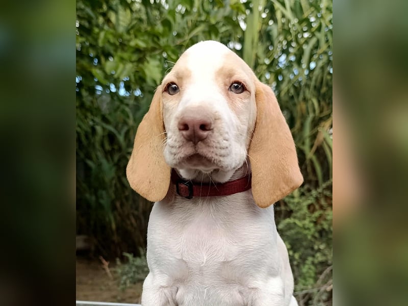 Braque d'Auvergne (Auvergne Vorstehhund) Welpe