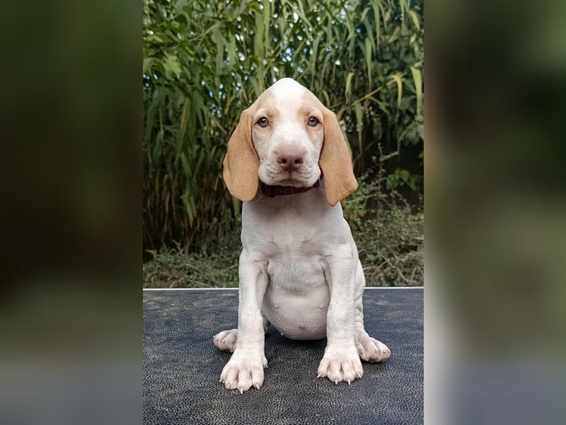 Braque d'Auvergne (Auvergne Vorstehhund) Welpe
