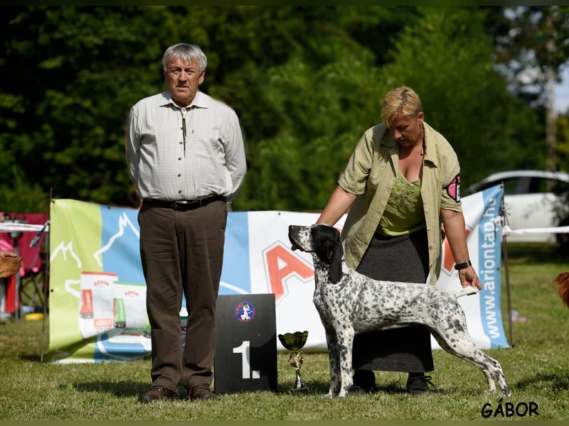 Braque d'Auvergne Rüden, Quintus